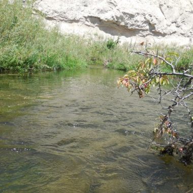 Plum bush over a river pool. Photo by Daryl Bauer, Nebraska Game & Parks Commission.