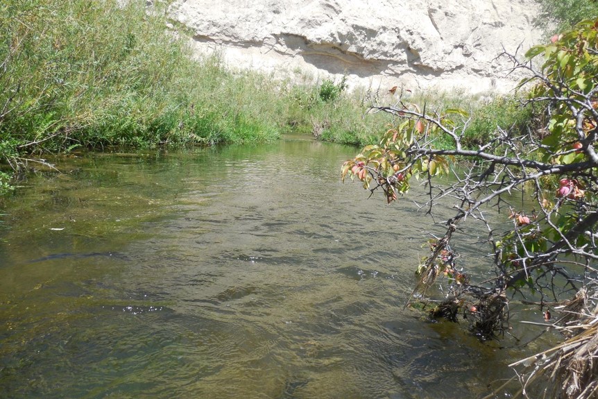 Plum bush over a river pool. Photo by Daryl Bauer, Nebraska Game & Parks Commission.