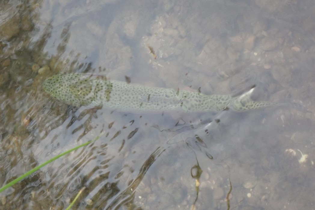 Rainbow trout in water. Photo by Daryl Bauer, Nebraska Game & Parks Commission.