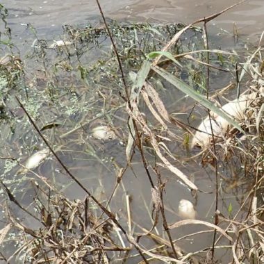 Dead fish along a shoreline. Photo by Daryl Bauer, Nebraska Game & Parks Commission.