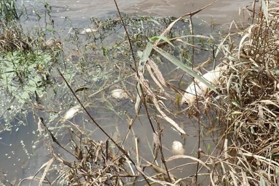 Dead fish along a shoreline. Photo by Daryl Bauer, Nebraska Game & Parks Commission.
