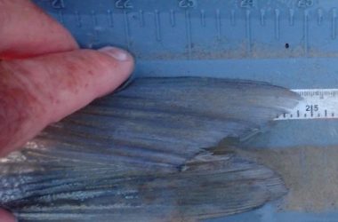 Fish's tail fin being pinched for length measurement. Photo by Daryl Bauer, Nebraska Game & Parks Commission.