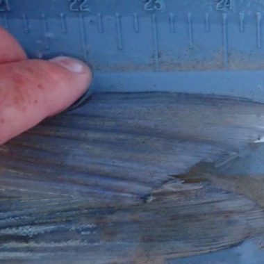 Fish's tail fin being pinched for length measurement. Photo by Daryl Bauer, Nebraska Game & Parks Commission.