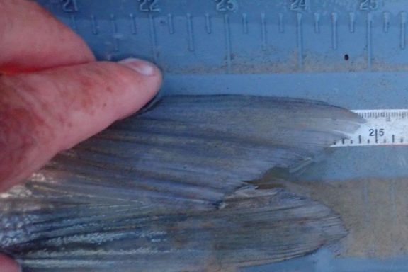 Fish's tail fin being pinched for length measurement. Photo by Daryl Bauer, Nebraska Game & Parks Commission.