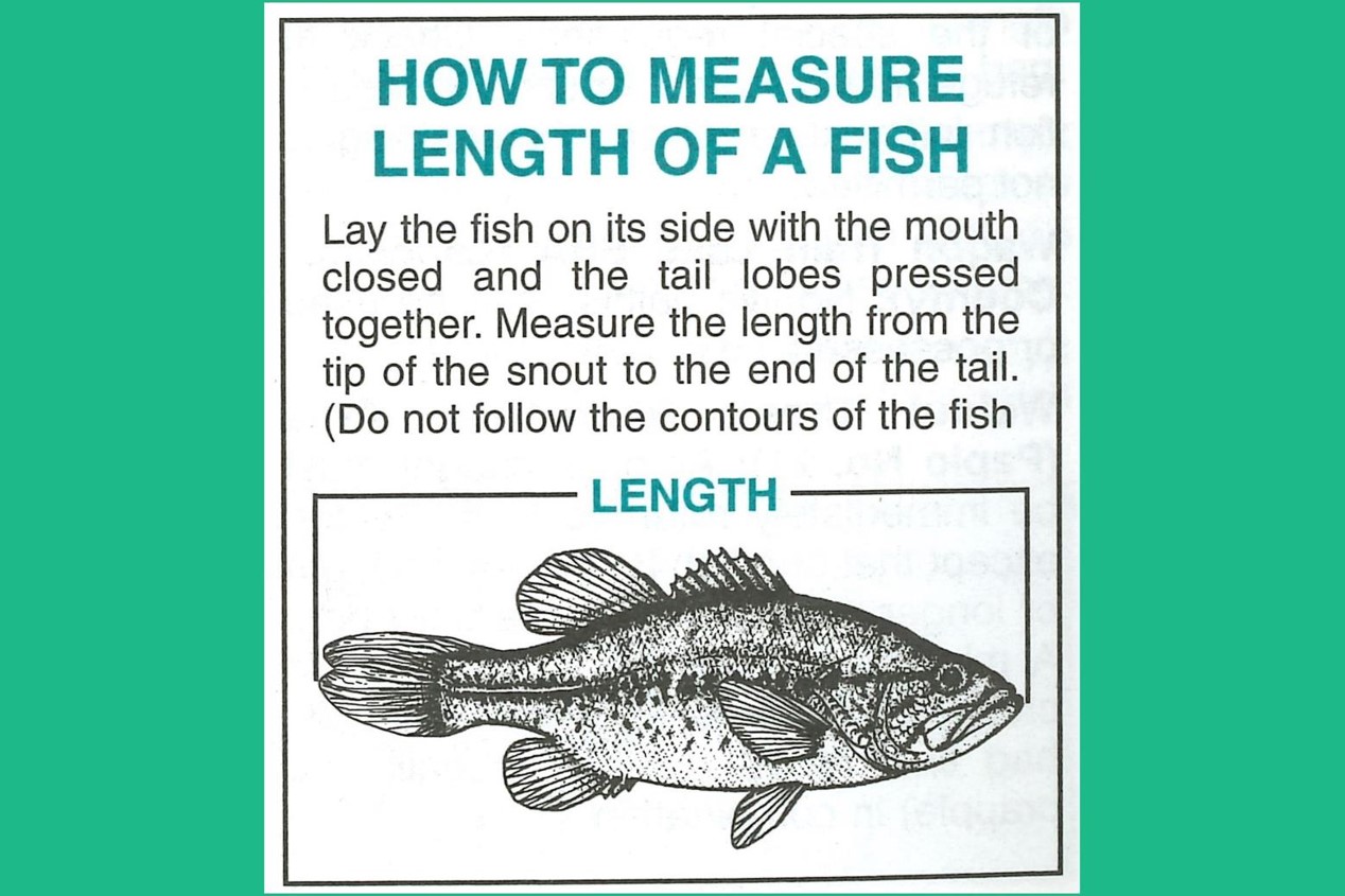Graphic of correct way to measure total length of a fish.  Nebraska Game & Parks Commission.