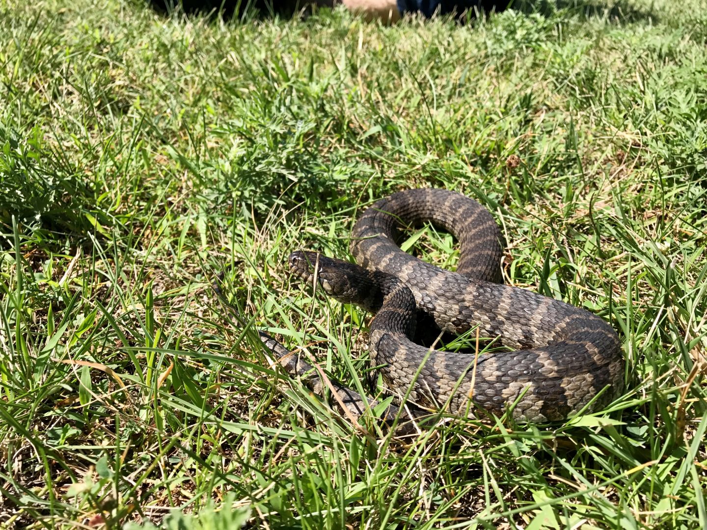 northern water snake