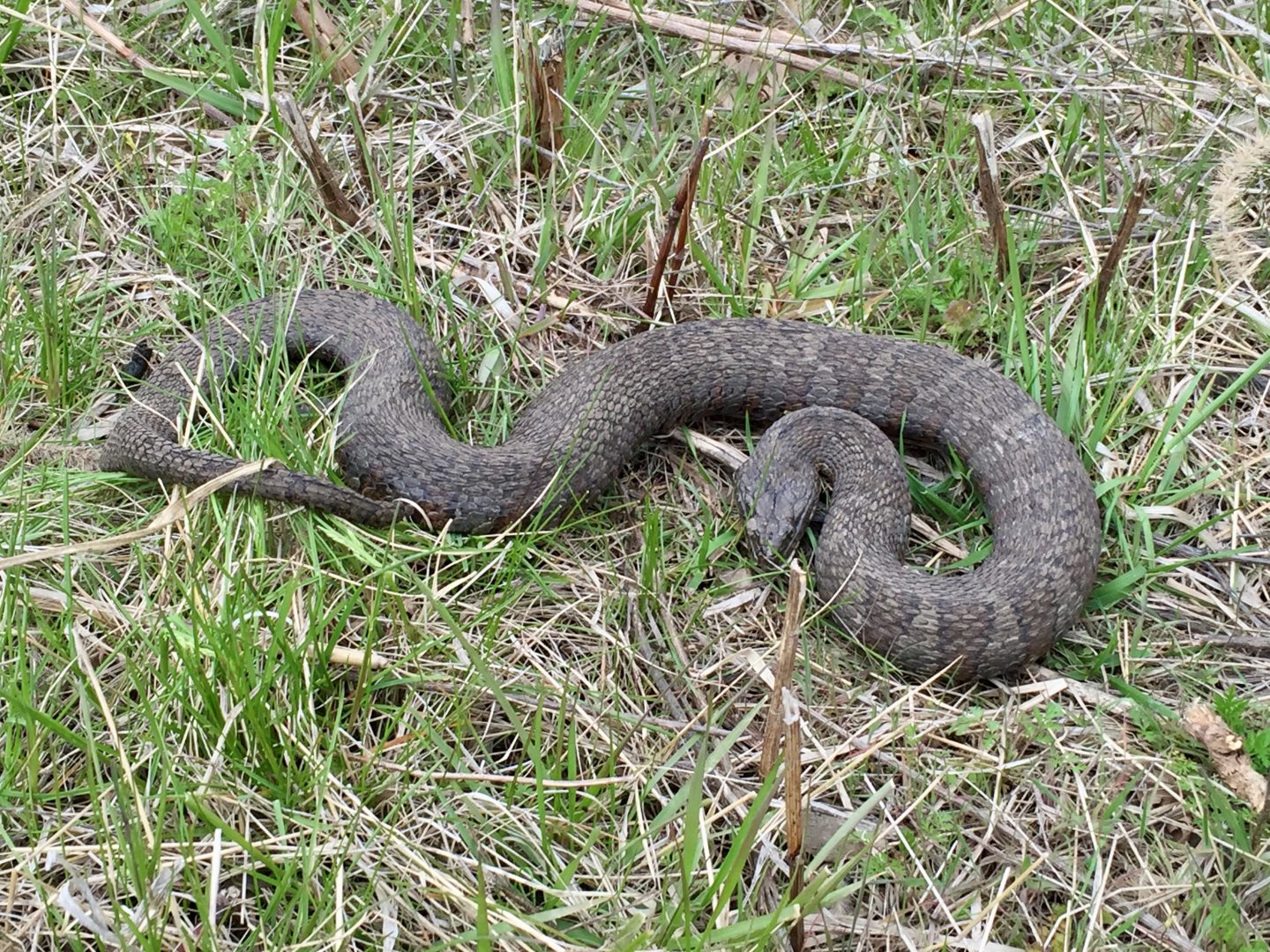 northern water snake
