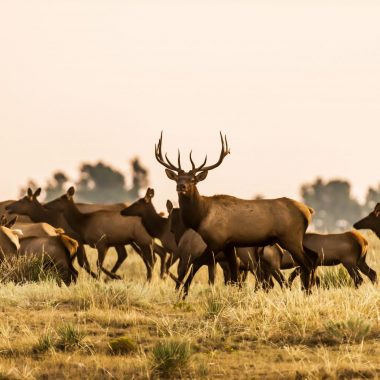 A herd of elk during fall.