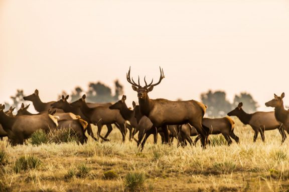 A herd of elk during fall.