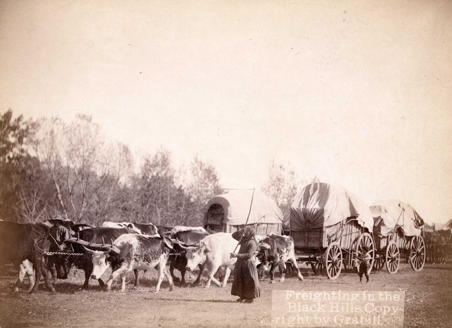 A woman bullwhacker was a rare enough sight to be sold as a photographic print. The scene is along the Sidney to Deadwood Trail in 1876. Gold seekers were flooding the Black Hills, leading to war with the Lakota.