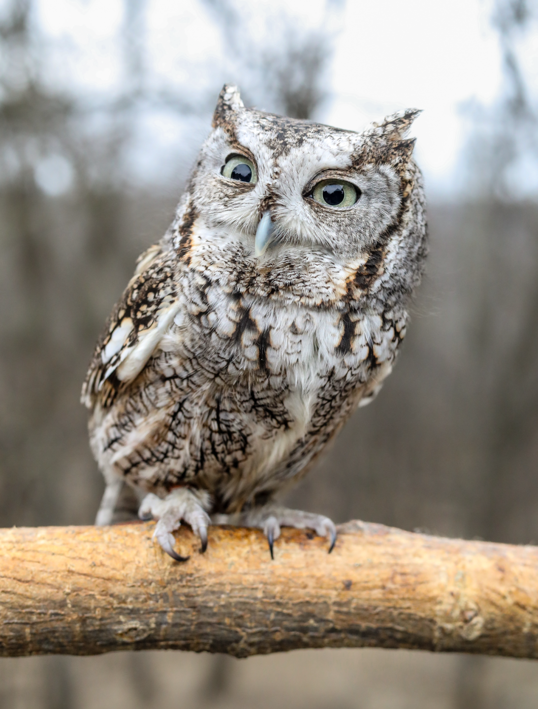 An eastern screech owl named Spike, who lives at Fontenelle Forest in Bellevue, has sparked fan art, donations and adoration from fans around the world — much to the staff’s surprise.