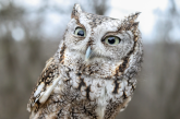 An eastern screech owl named Spike, who lives at Fontenelle Forest in Bellevue, has sparked fan art, donations and adoration from fans around the world — much to the staff’s surprise.