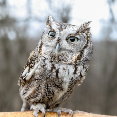 An eastern screech owl named Spike, who lives at Fontenelle Forest in Bellevue, has sparked fan art, donations and adoration from fans around the world — much to the staff’s surprise.