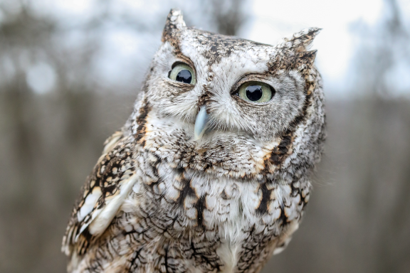 An eastern screech owl named Spike, who lives at Fontenelle Forest in Bellevue, has sparked fan art, donations and adoration from fans around the world — much to the staff’s surprise.