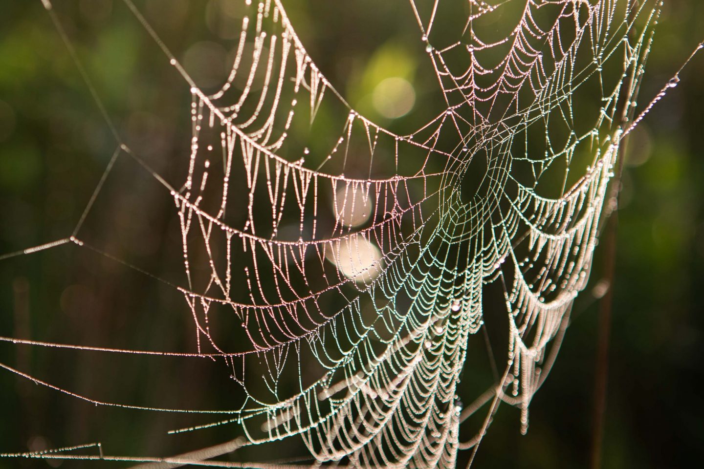 Spider web encased in dew at the Little Salt Fork Marsh near Raymond.