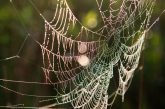 Spider web encased in dew at the Little Salt Fork Marsh near Raymond.