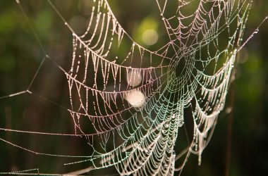 Spider web encased in dew at the Little Salt Fork Marsh near Raymond.