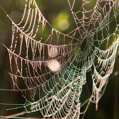 Spider web encased in dew at the Little Salt Fork Marsh near Raymond.