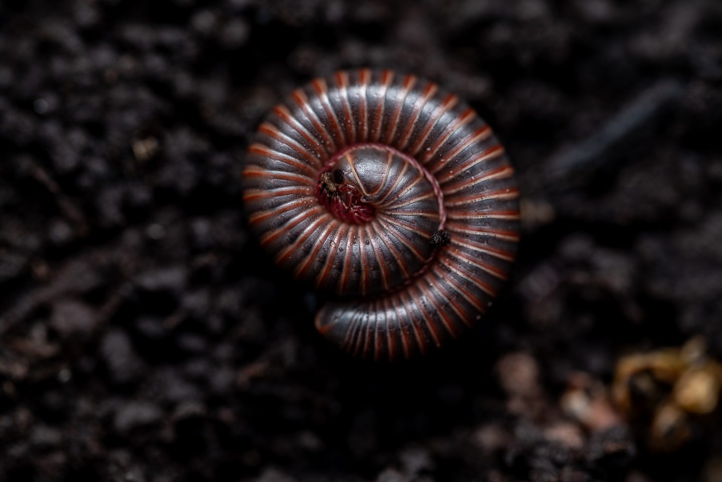 American Giant Millipede
