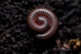 American Giant Millipede