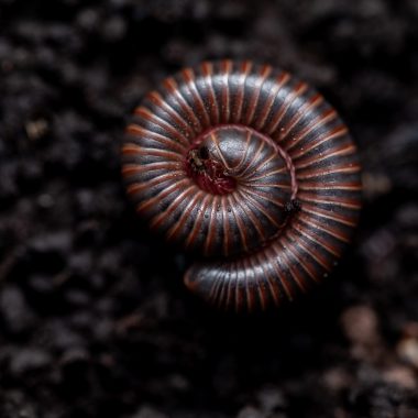 American Giant Millipede