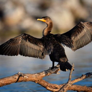 Double-crested cormorants.