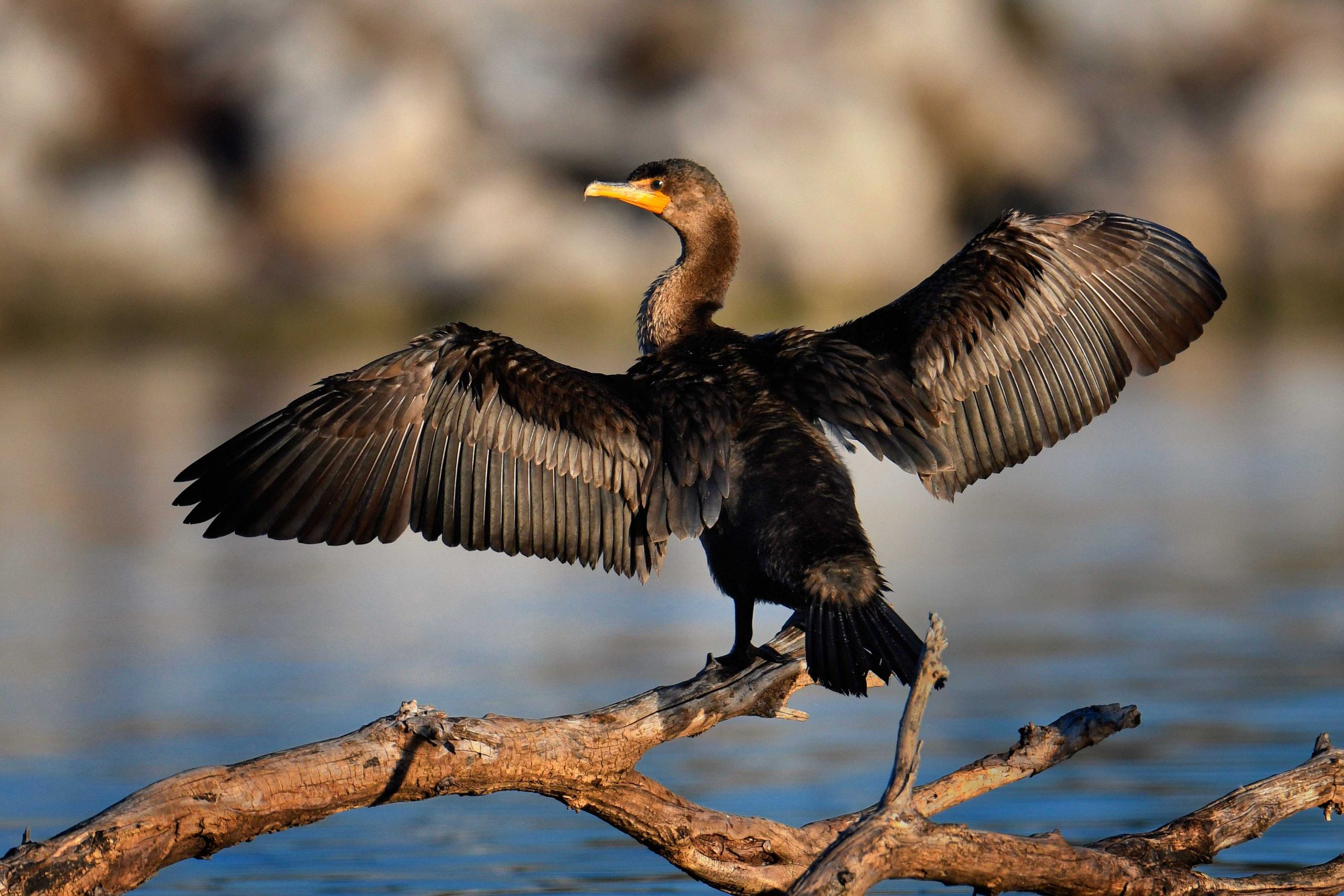 Double-crested cormorants.