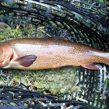 Cutthroat trout laying in landing net. Photo by Daryl Bauer, Nebraska Game & Parks Commission.