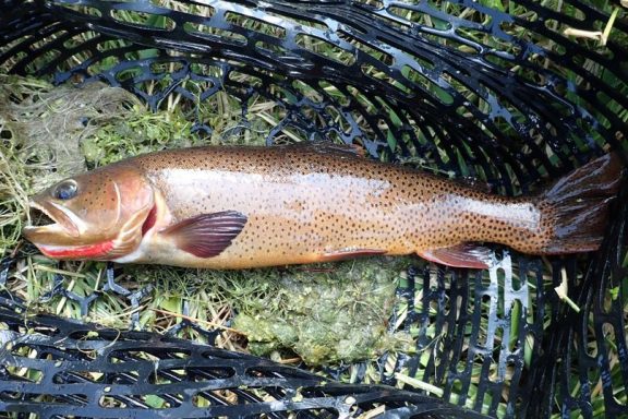 Cutthroat trout laying in landing net. Photo by Daryl Bauer, Nebraska Game & Parks Commission.