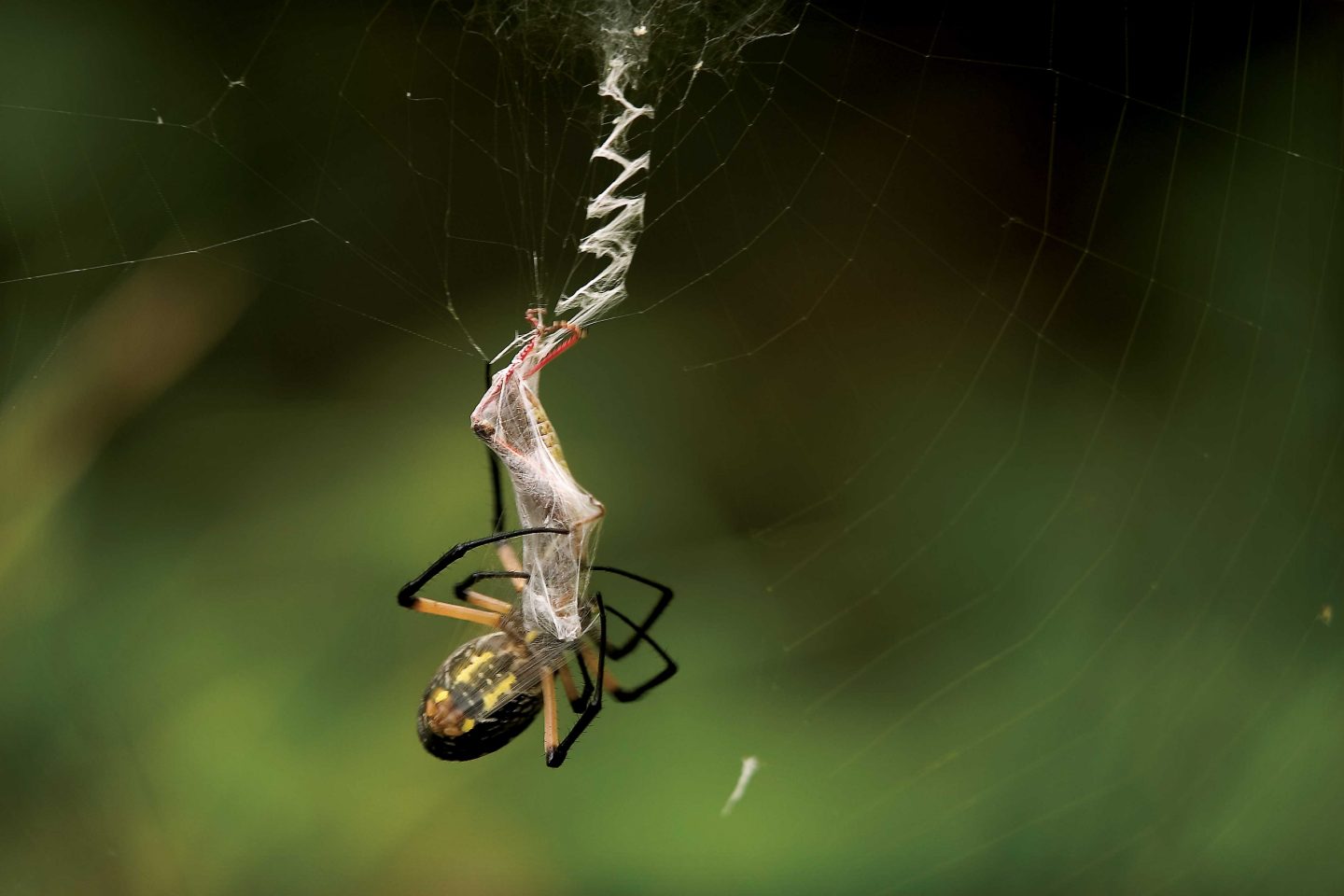 Yellow garden spider with a grasshopper in its web.