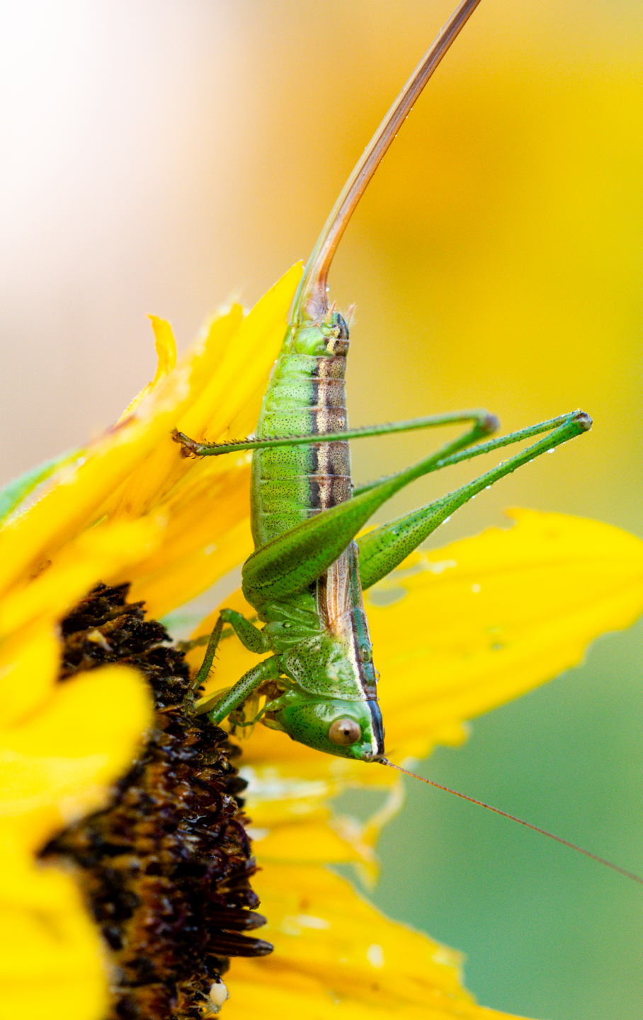 Prairie meadow katydids, common in eastern Nebraska prairies, use their needle-like ovipositor to lay eggs in plant stems and soil.