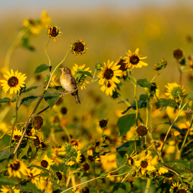A juvenile dickcissel perches on a common sunflower stem on the author’s farm.