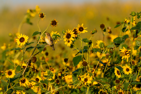 A juvenile dickcissel perches on a common sunflower stem on the author’s farm.