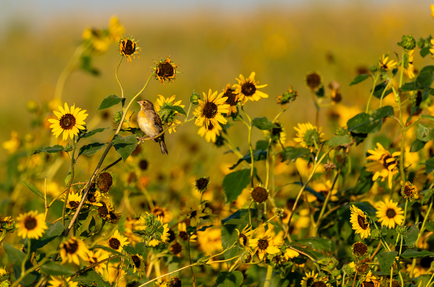 A juvenile dickcissel perches on a common sunflower stem on the author’s farm.