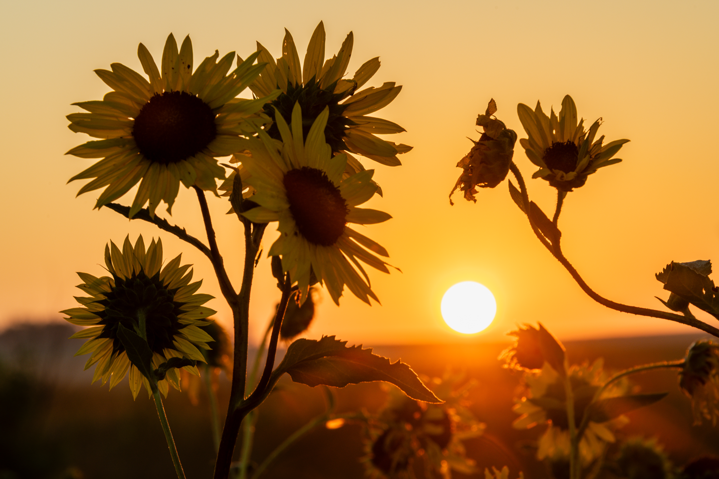 The sun sets behind the blooms of common sunflower, which open in late summer.