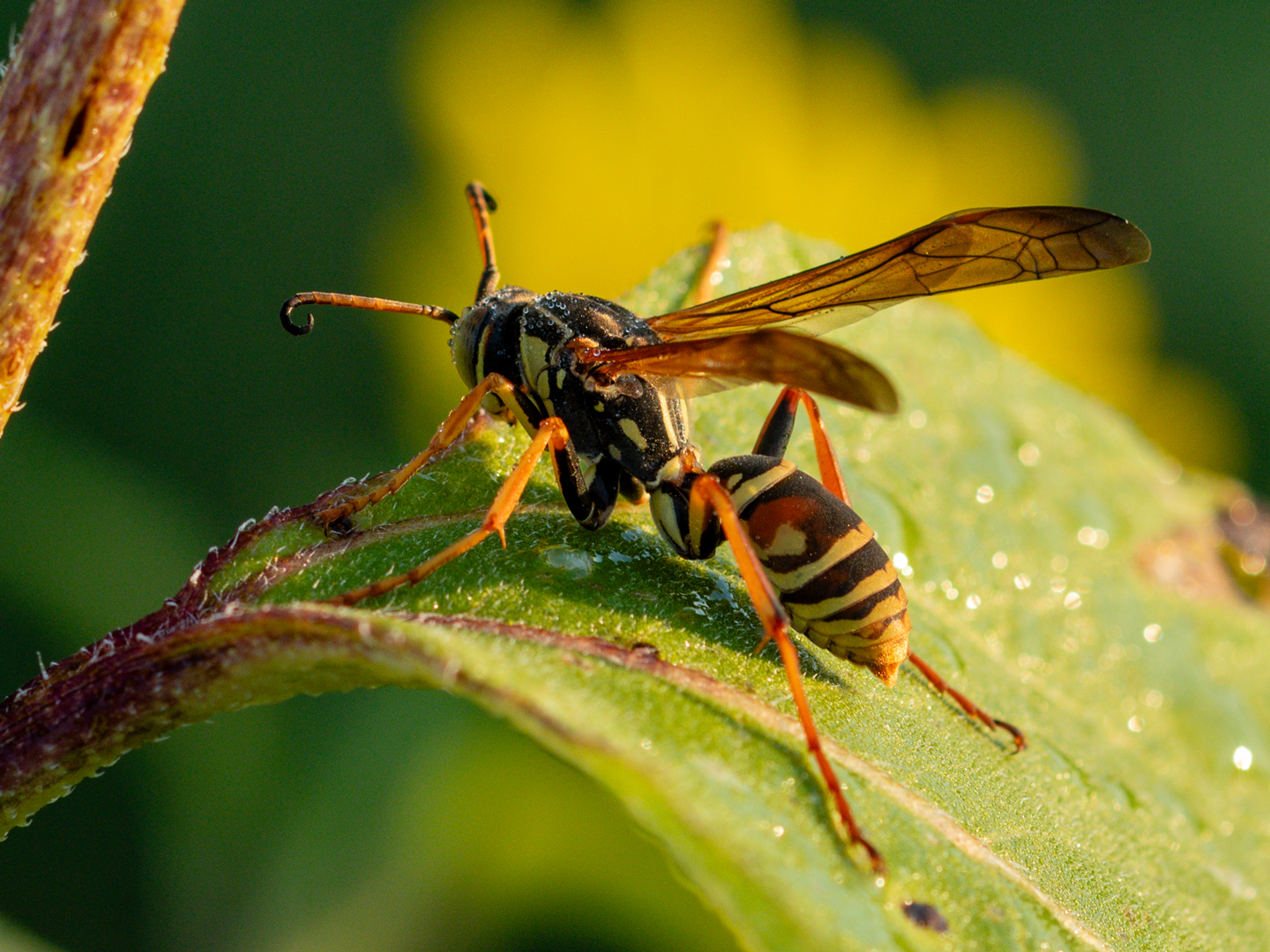 On a cool late-summer morning, a northern paper wasp warms itself on a sunflower leaf.