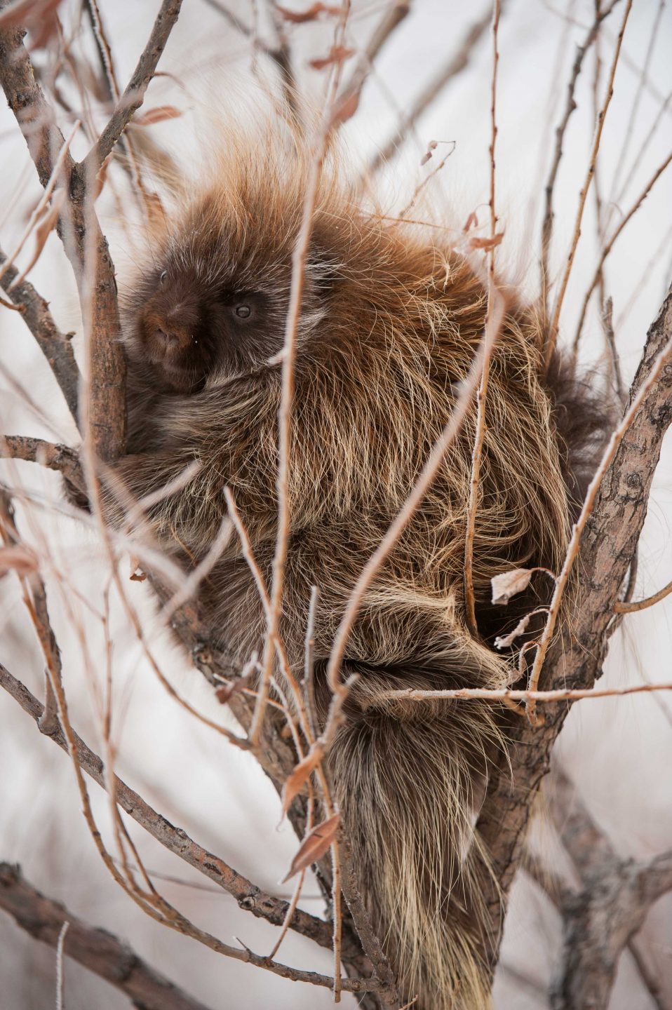 North American Porcupines are fantastic climbers and spend much of their life in trees. These large rodents use their tail to help with balance while being high up in a tree.