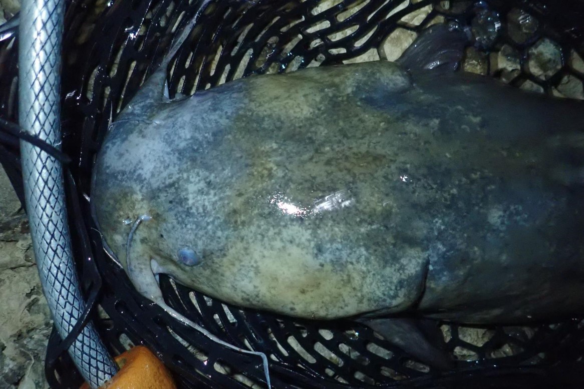 Close up of flathead catfish in landing net.  Photo by Daryl Bauer, Nebraska Game & Parks Commission.