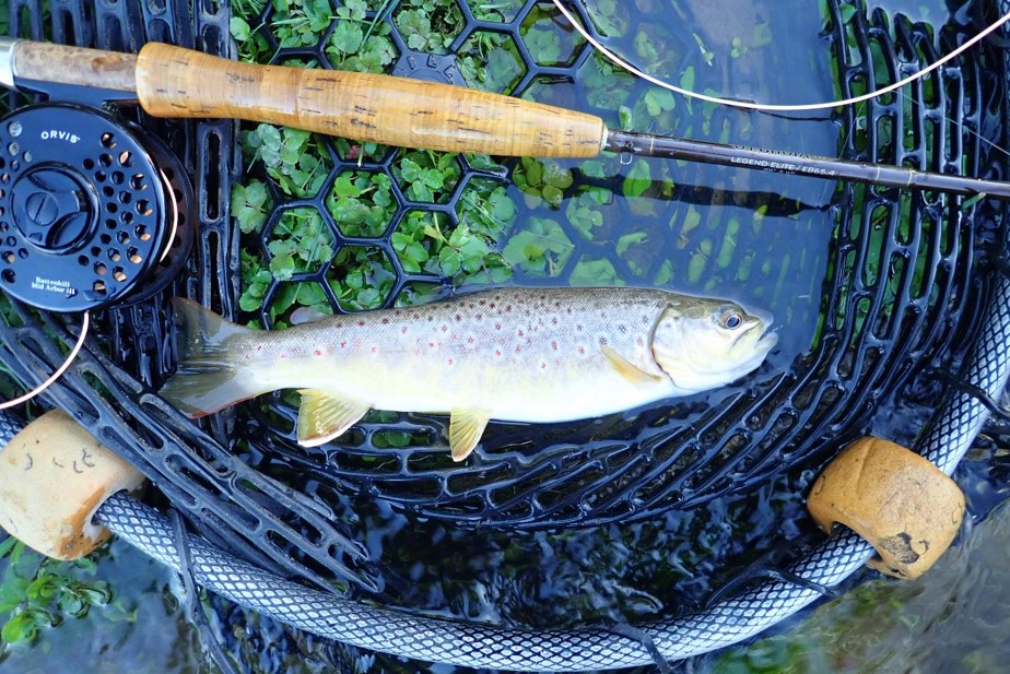 Brown trout and fly rod laying in landing net. Photo by Daryl Bauer, Nebraska Game & Parks Commission.