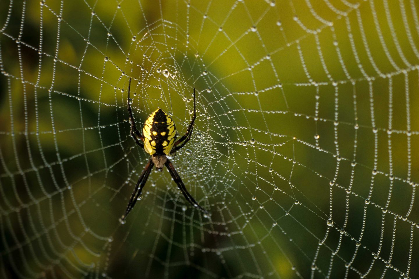 A yellow garden spider sits on its web at Niobrara State Park.