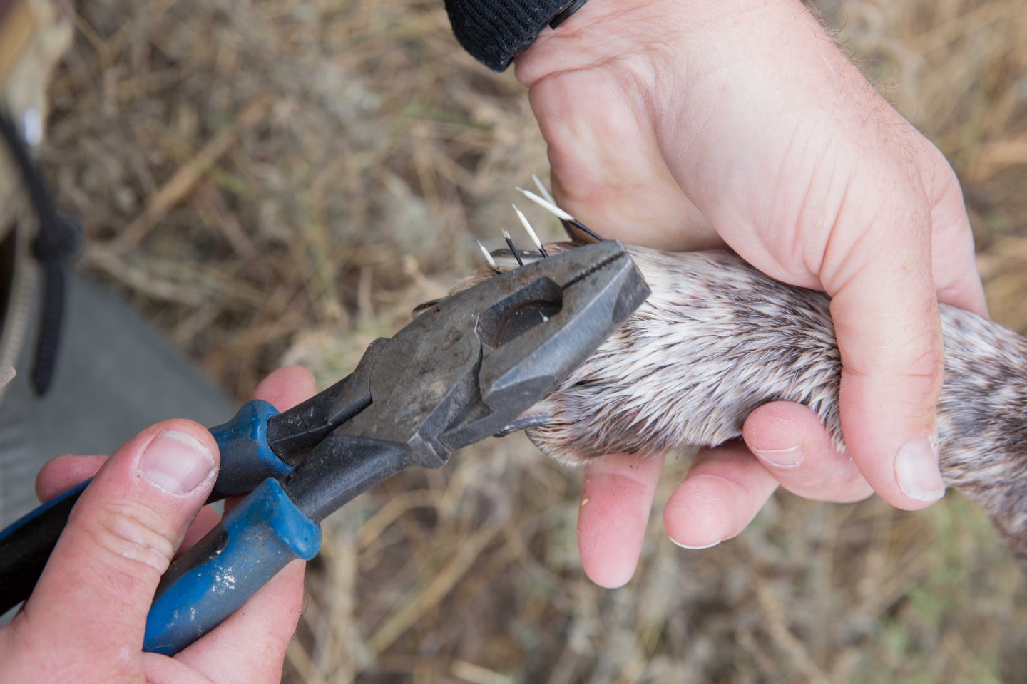 Many dogs will get porcupine quills stuck in their face and paws. It is always best to have a professional remove these quills as they often break off in the skin and can cause serious infections. 