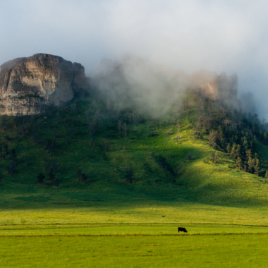 Cattle graze on the lush grass as fog hangs among the butte’s crags in spring.