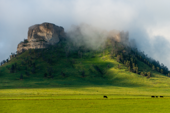 Cattle graze on the lush grass as fog hangs among the butte’s crags in spring.