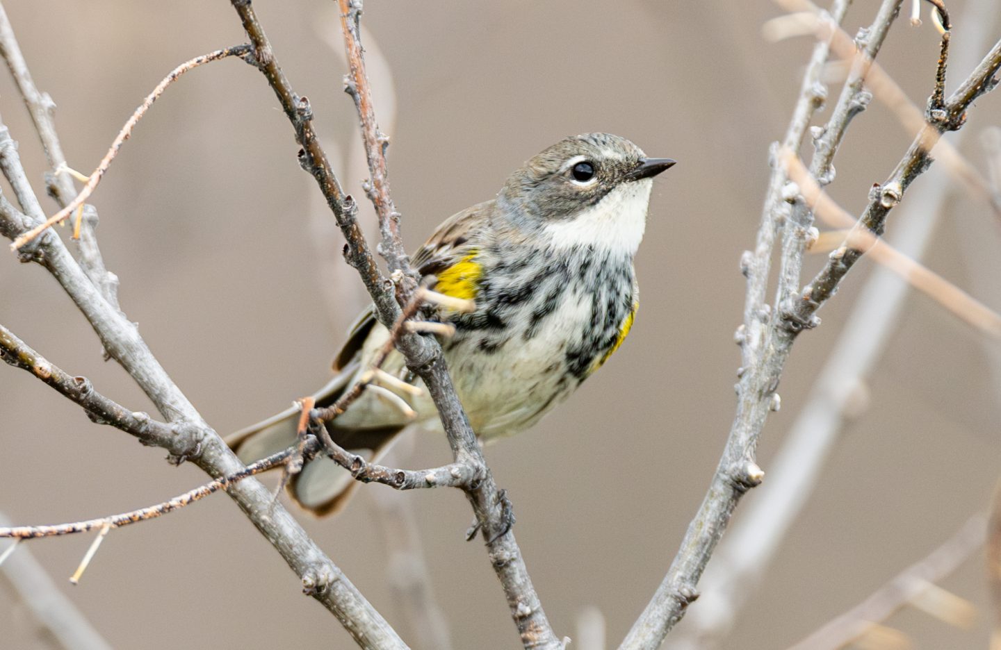 A yellow-rumped warbler (Setophaga coronata) briefly clings to a branch at Cottonwood-Steverson WMA.