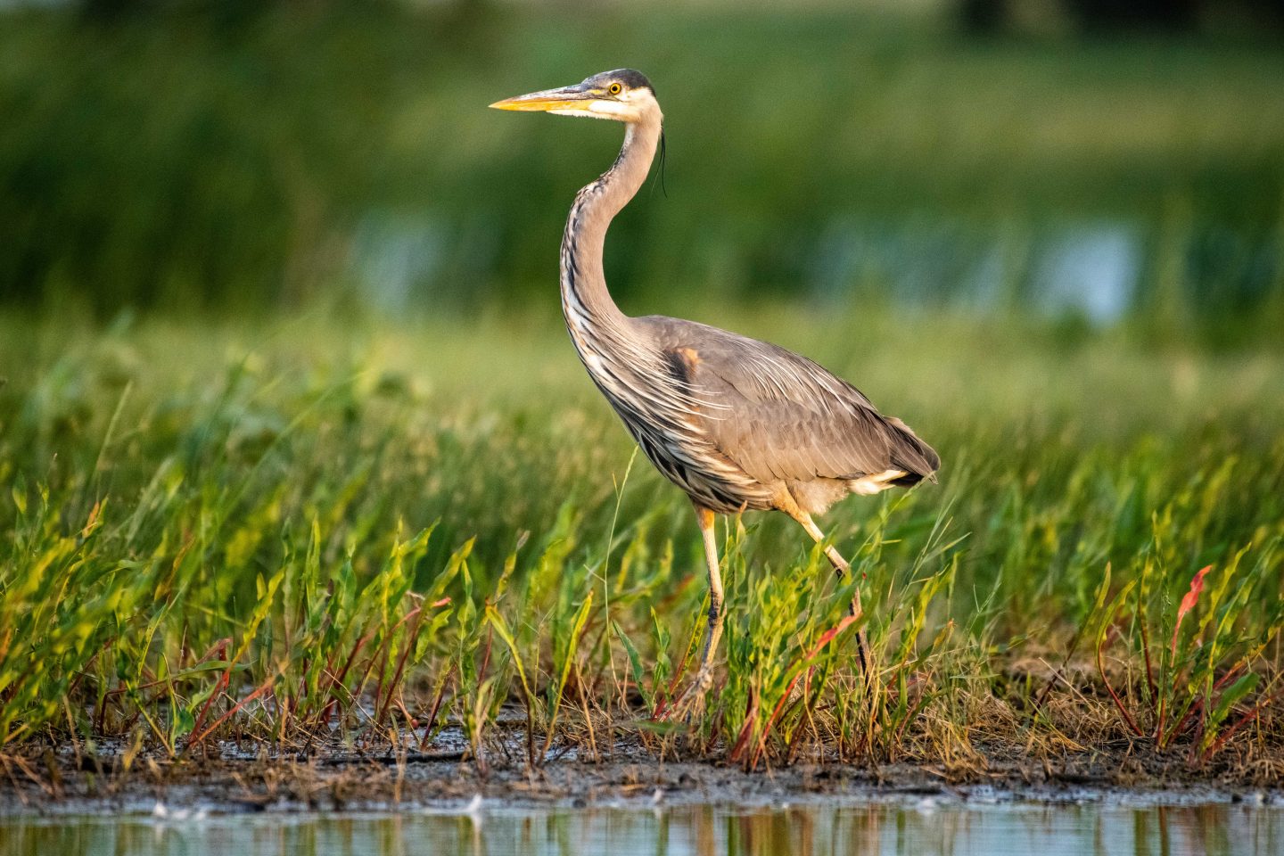 Great blue heron