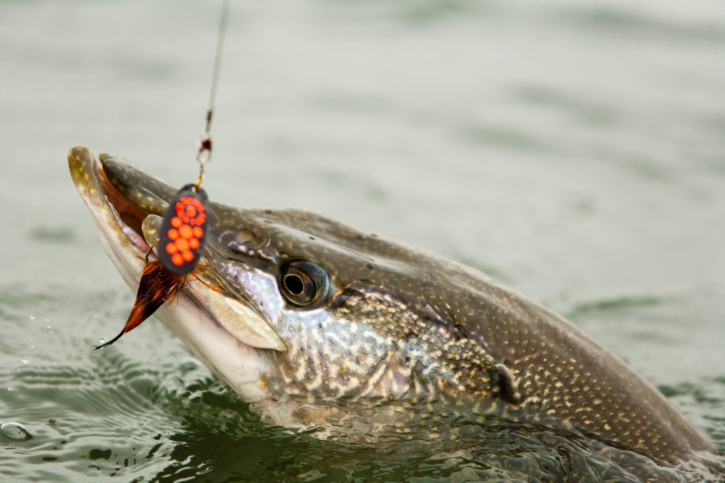 Northern pike caught on Mepps No. 5 fishing lure.