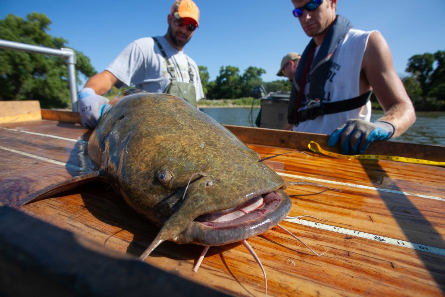 Flathead catfish caught by biologist during survey.