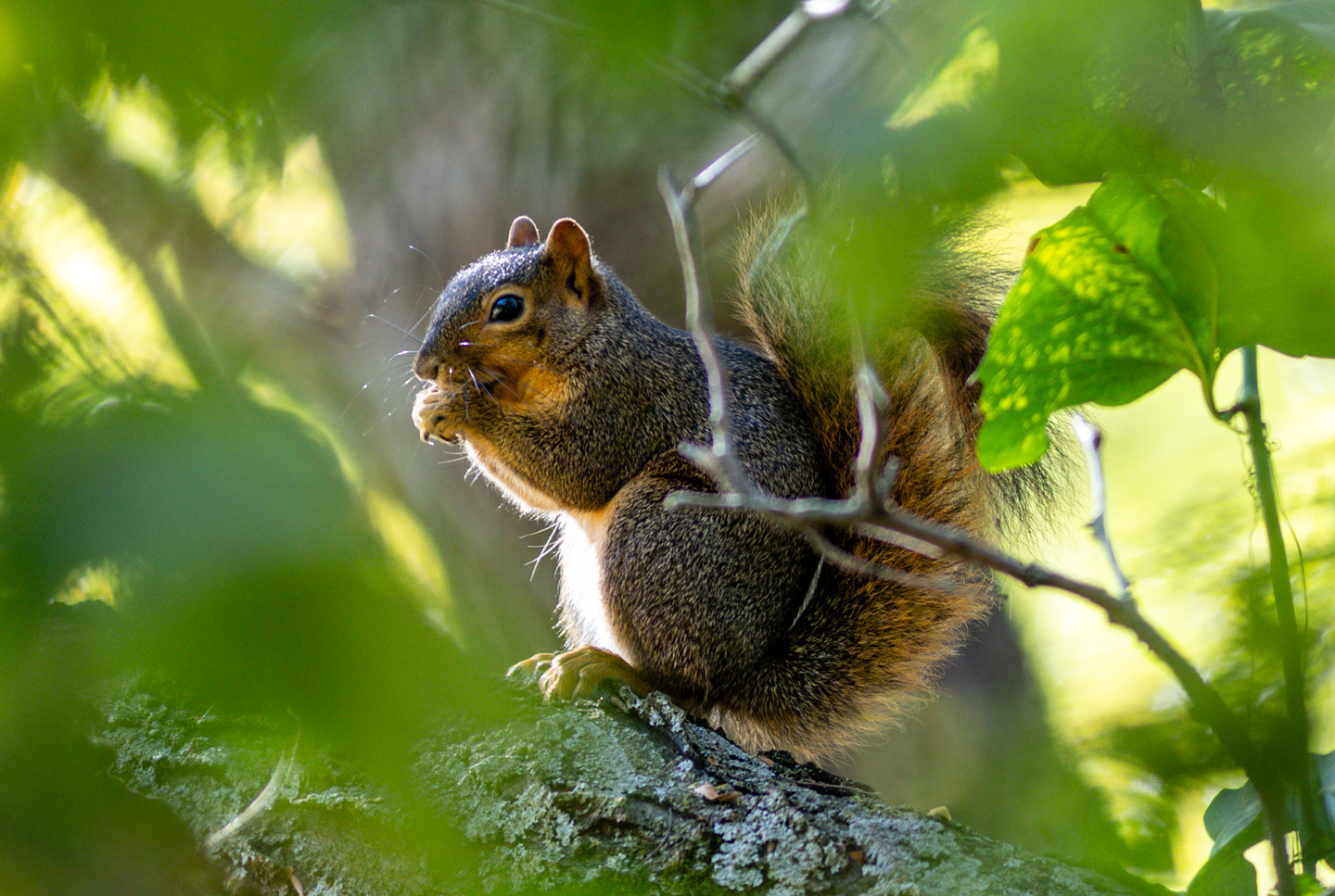 squirrel