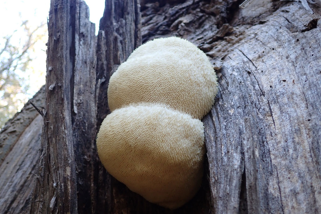 Lion's mane mushrooms growing on decaying wood.