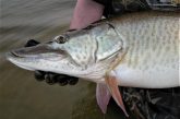 Angler holding a large muskie. Photo by Daryl Bauer, Nebraska Game & Parks Commission.